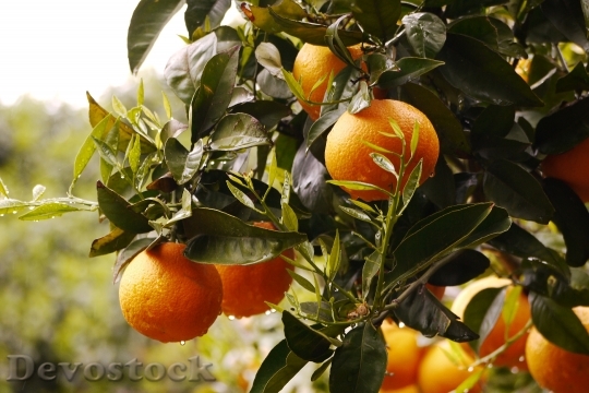 Devostock Oranges Fresh Fruit Orange