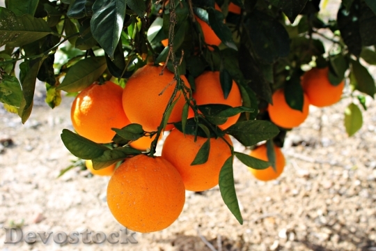 Devostock Oranges Fruit Field Mediterranean