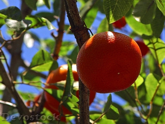 Devostock Oranges Fruit Trees