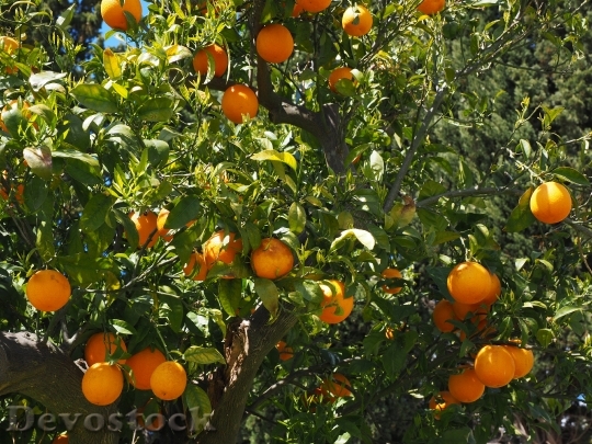 Devostock Oranges Fruits Orange Tree 10