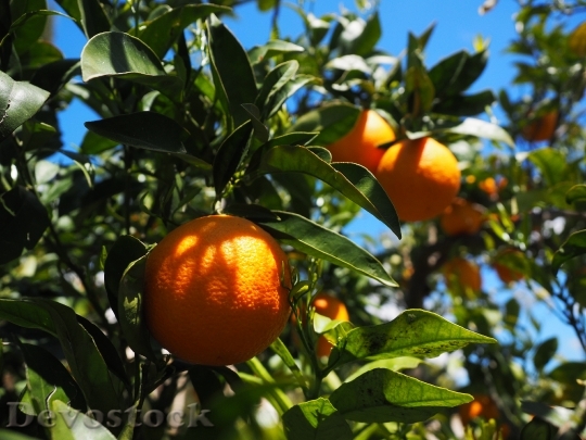 Devostock Oranges Fruits Orange Tree 18
