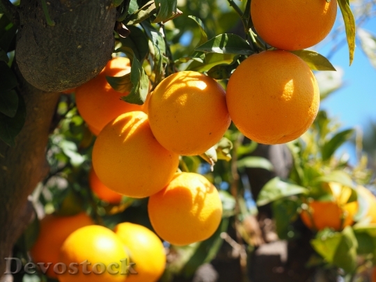 Devostock Oranges Fruits Orange Tree 20