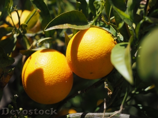 Devostock Oranges Fruits Orange Tree 21