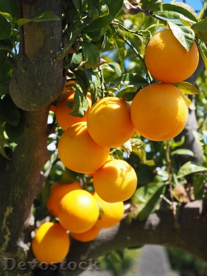 Devostock Oranges Fruits Orange Tree 4