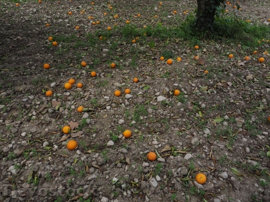 Devostock Oranges Orange Harvest Fruits 0