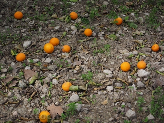 Devostock Oranges Orange Harvest Fruits