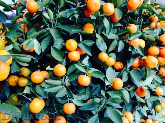 Devostock Oranges Orange Shrub Citrus