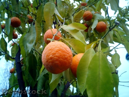 Devostock Oranges Trees Fruit Trees