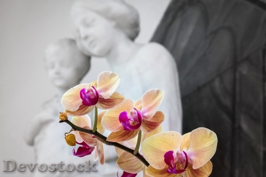 Devostock Orchid Maria Jesus Flower
