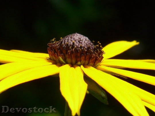 Devostock Ordinary Sonnenhut Flower Blossom 1