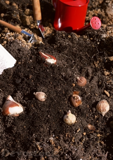 Devostock Oung Onions Seedling