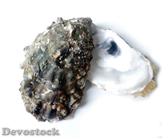 Devostock Oyster Eat Sea Delicacy