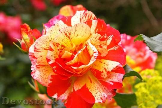 Devostock Painter Rose Bicolor Rose 0