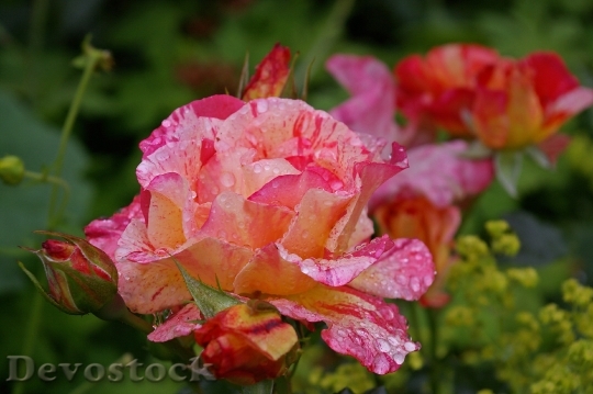 Devostock Painter Rose Bicolor Rose 1