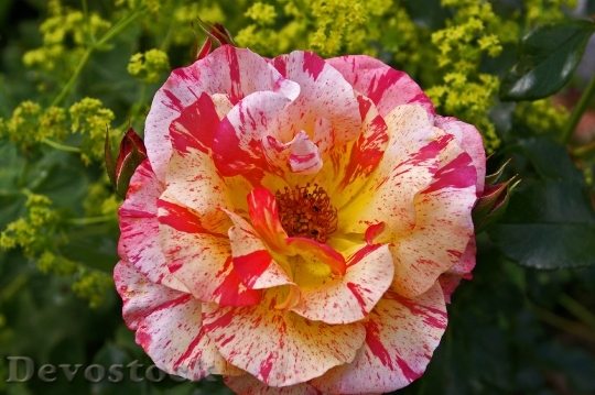 Devostock Painter Rose Bicolor Rose 3
