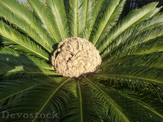 Devostock Palm Fruit Palm Fruit