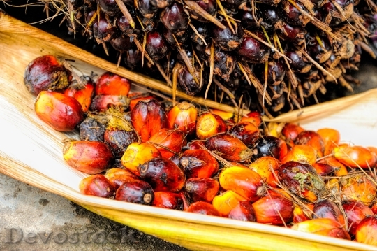 Devostock Palm Oil Fruit Background 3