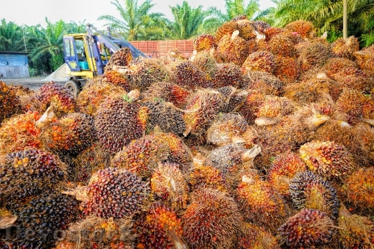 Devostock Palm Oil Fruit Background 4