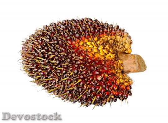 Devostock Palm Oil Fruit Background