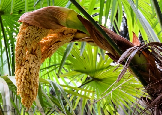 Devostock Palm Palm Blossom Blossom