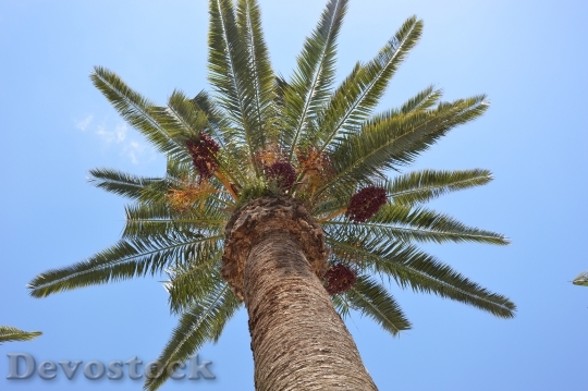 Devostock Palm Palm Fruit Exotic