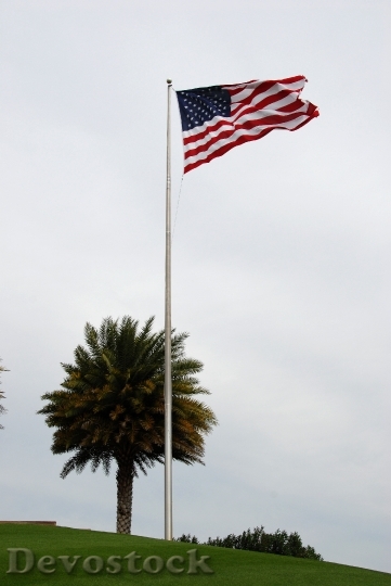 Devostock Palm Tree American Flag
