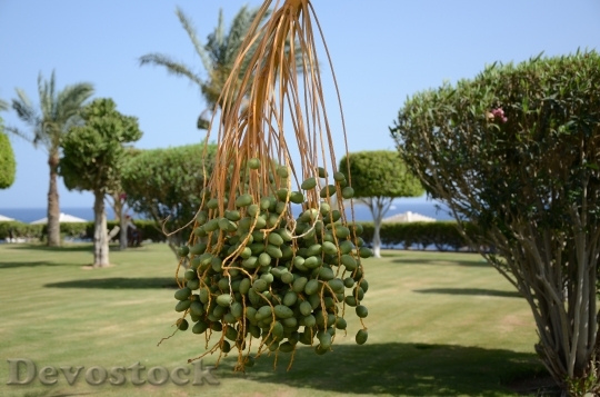 Devostock Palma Green Garden Fruit