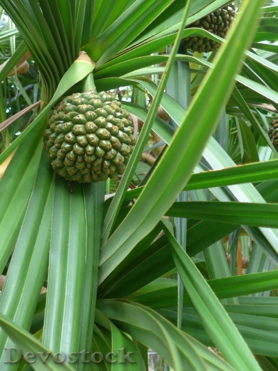 Devostock Pandanus Fruit Exotic Plant
