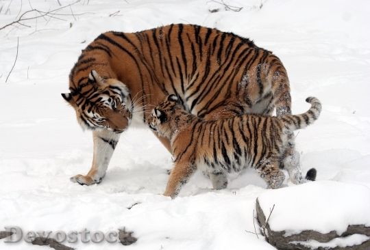 Devostock Panthera Tigris Altaica 13