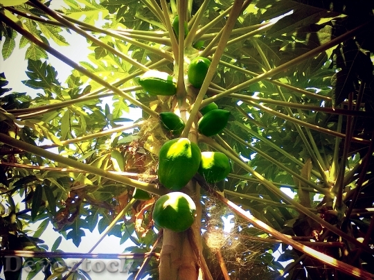 Devostock Papaya Fruit Exotic Papaya