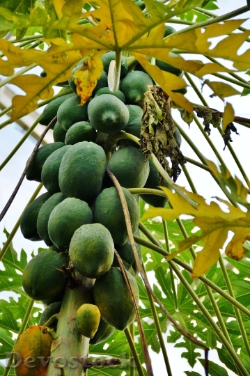 Devostock Papaya Fruit Fetus Tree