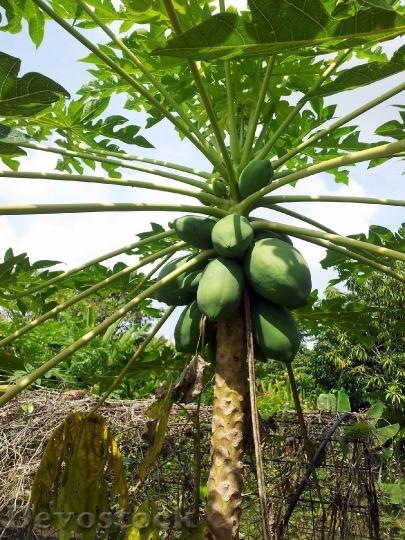 Devostock Papaya Fruits Plants Trees