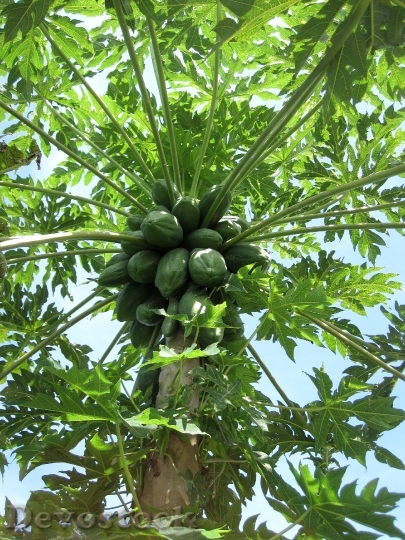 Devostock Papaya Green Fruit Tree