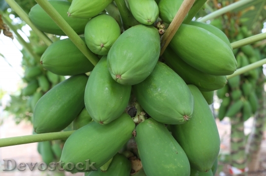 Devostock Papaya Green Fruit Tropical