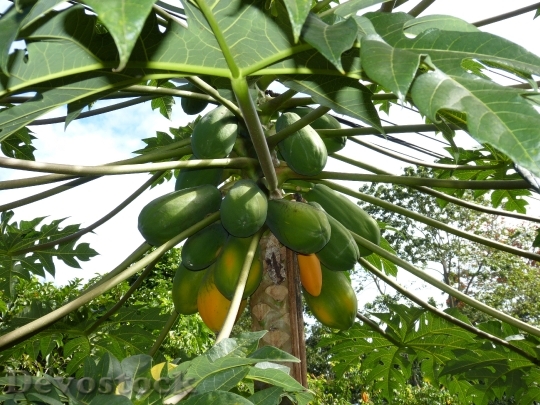 Devostock Papaya Jungle South America