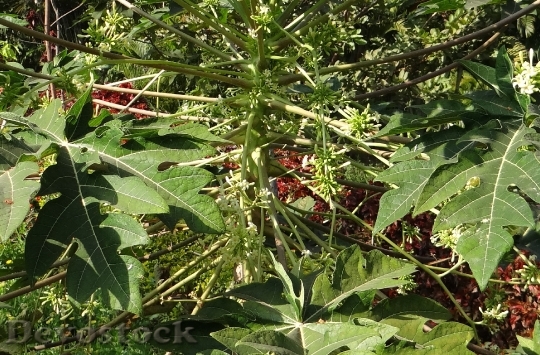 Devostock Papaya Male Inflorescence Fruit