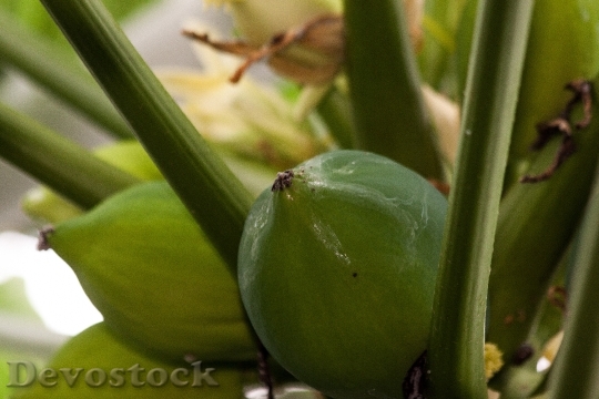 Devostock Papaya Melon Tree Carica