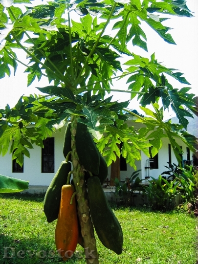 Devostock Papaya Papaya Tree Fruits