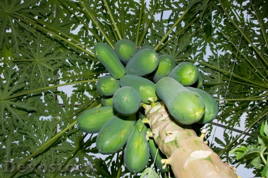 Devostock Papaya Tree Agriculture Fruit