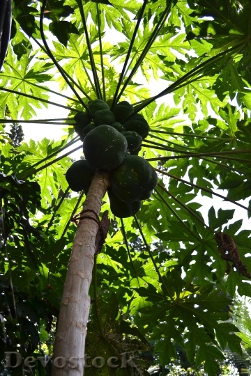 Devostock Papaya Tree Papayas Fruits