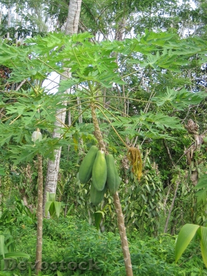 Devostock Papaya Tree Plant Tropical