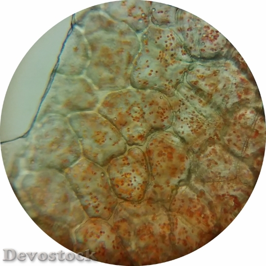 Devostock Paprika Fruit Bowl Chromoplasts