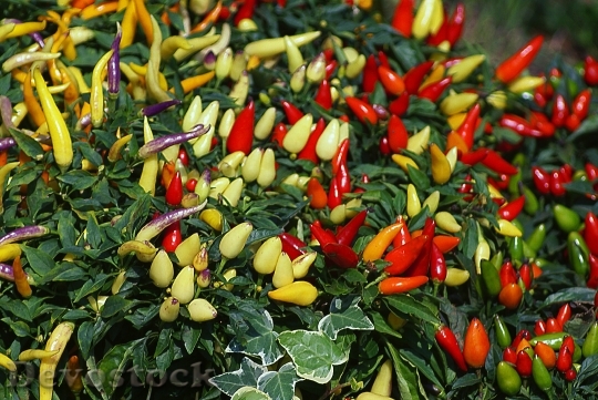 Devostock Paprika Peppers Fruit Decorative