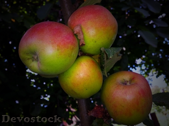 Devostock Park Apple Fruit Garden