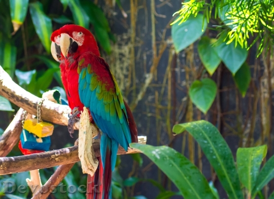 Devostock Parrots Bird Animal Macaw
