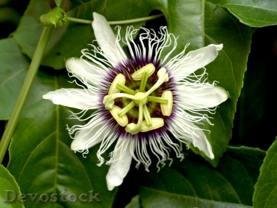 Devostock Passion Flower Fruit Tropical