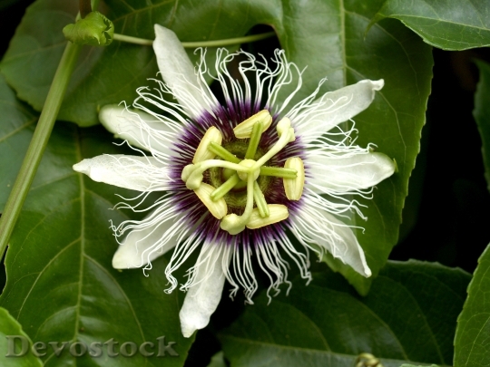 Devostock Passion Flower Fruit Tropical 5