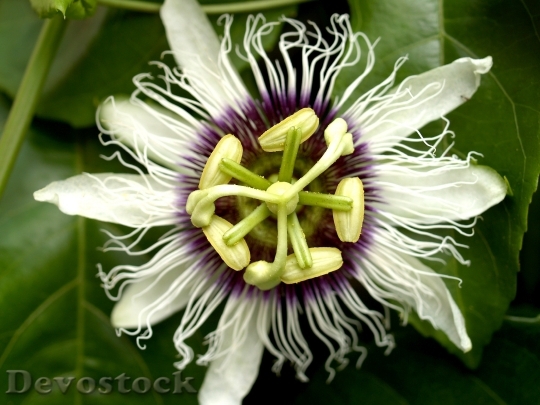 Devostock Passion Flower Fruit Tropical 7