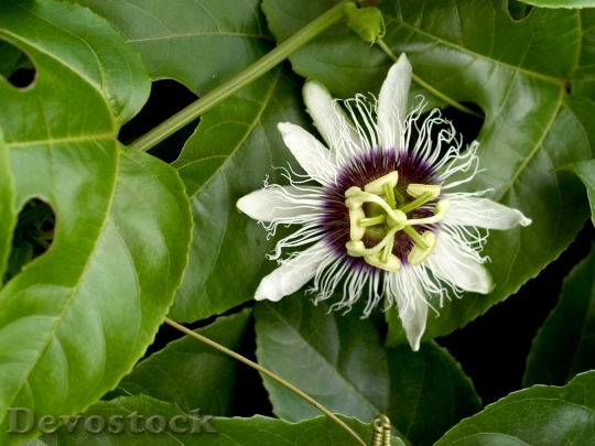 Devostock Passion Flower Fruit Tropical 9