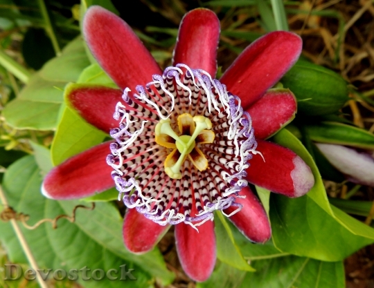 Devostock Passion Fruit Flower Fruit